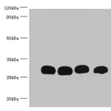 GST Monoclonal Antibody