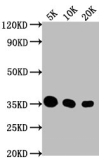 HA Monoclonal Antibody