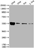 His Monoclonal Antibody