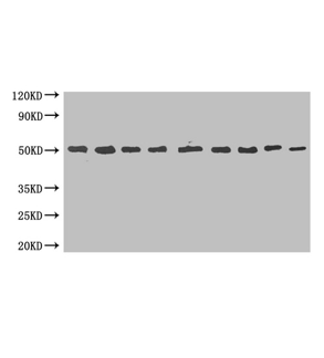 MBP Monoclonal Antibody