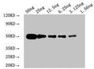 Myc Monoclonal antibody