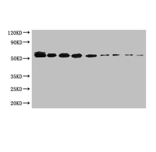 Sumo Monoclonal Antibody