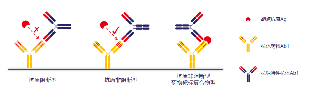 抗独特型抗体开发服务