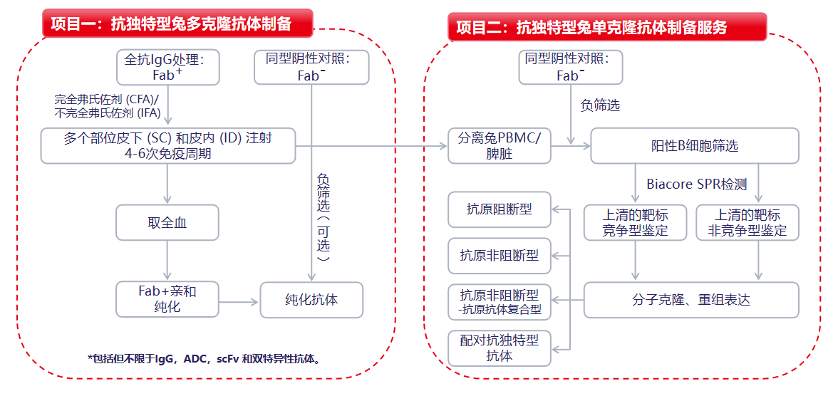 抗独特型抗体开发服务