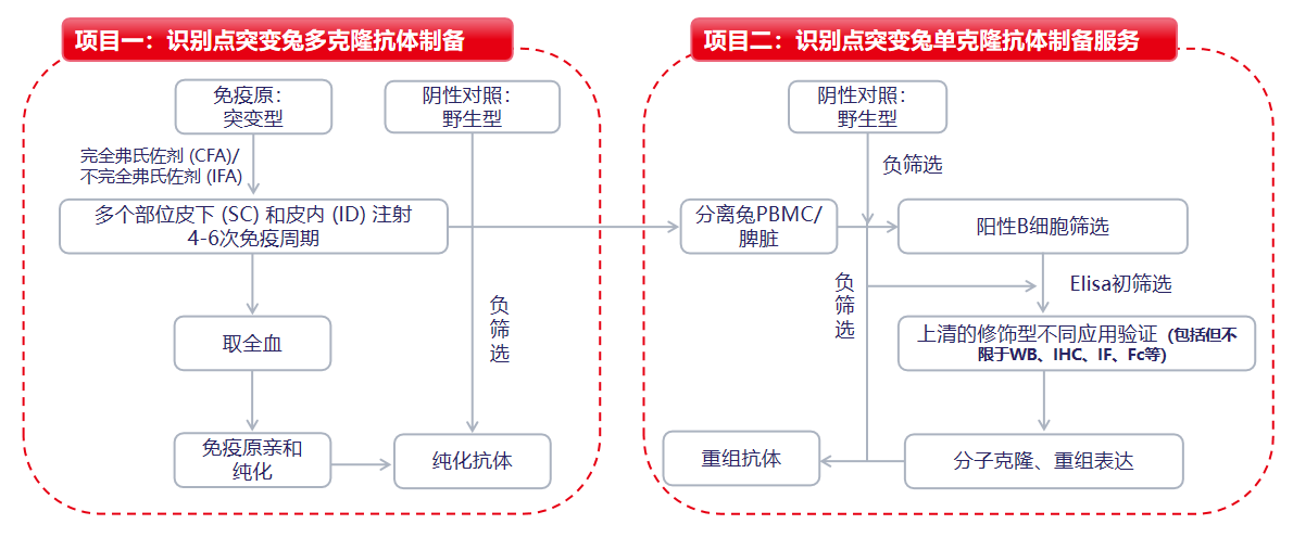 点突变抗体开发服务