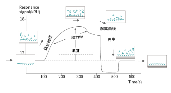 SPR原理：